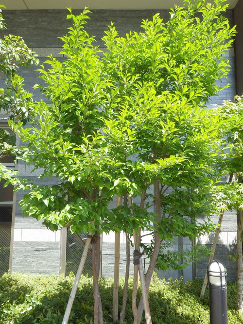エゴノキ剪定 植木屋の独り言 エゴノキ剪定 植木屋の独り言