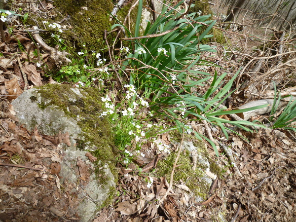 岩桜咲く　舟伏山　(1,040.3M)　 に登る_d0170615_20394732.jpg