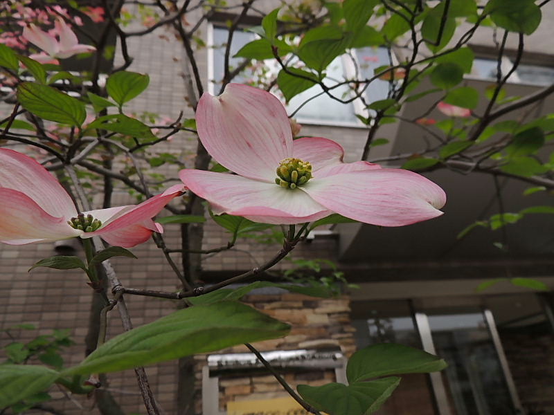 シジュウカラ・ヨシガモ・藤・桐・鈴蘭・牡丹？・花水木花_a0037019_23153128.jpg