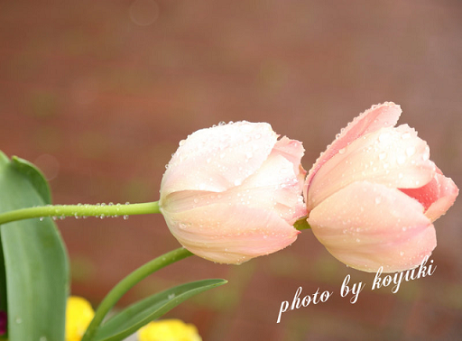 b0283619_2325394.png