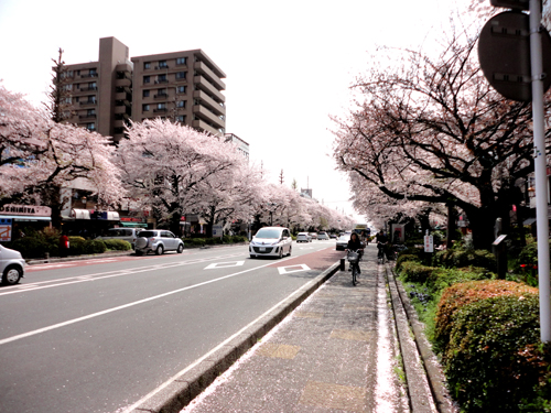 浅草寺の桜　JR国立駅前の「大学通り」の桜_d0081822_846554.jpg