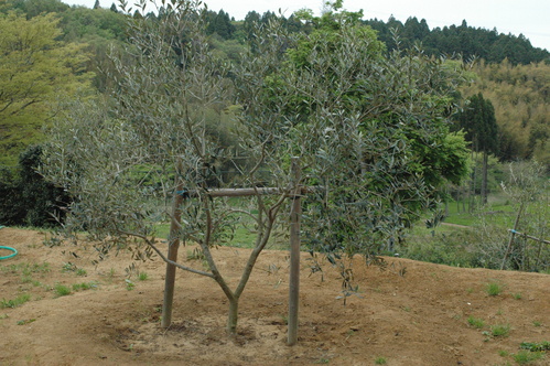 d0233324_3273661.jpg