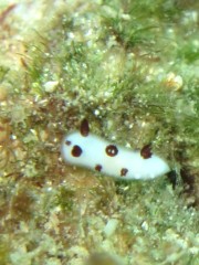 13.4.23 ウミウシ三昧_b0100730_2134276.jpg
