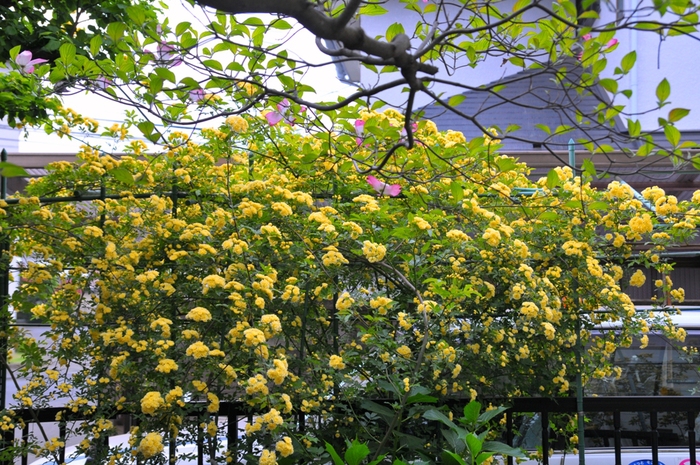 e0095142_1891140.jpg