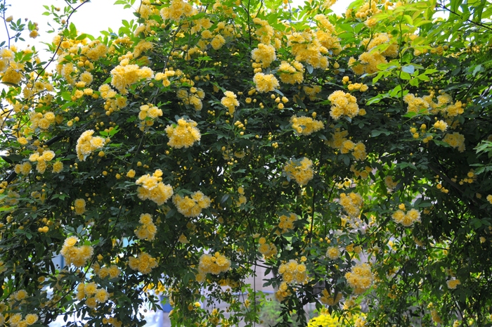 e0095142_1895972.jpg