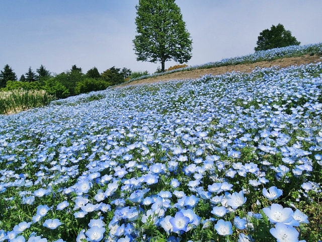 昭和記念公園の花畑 : ☆ Happy Photo Life ☆