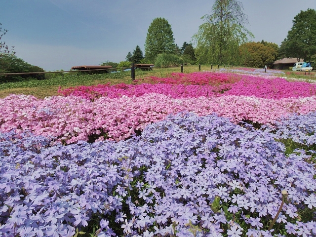 昭和記念公園の花畑 Happy Photo Life