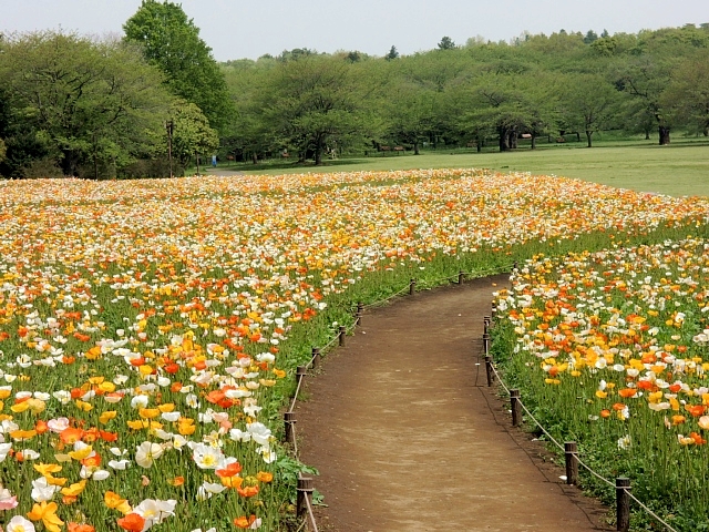 昭和記念公園の花畑 : ☆ Happy Photo Life ☆