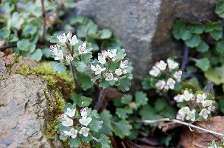 「今シーズン初めての山開き」（カラ迫岳３）_f0201348_104359100.jpg