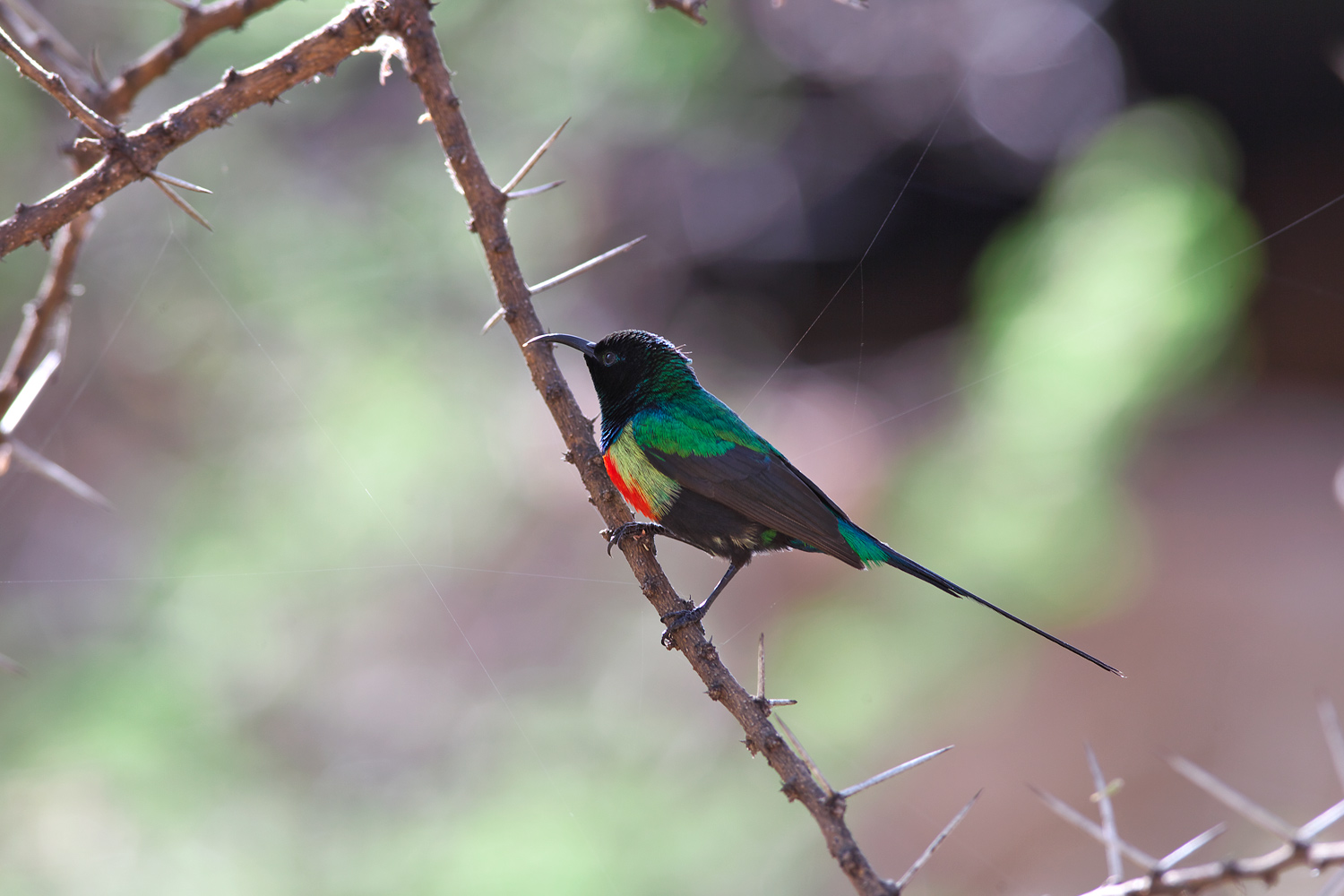 ウツクシオナガタイヨウチョウ（Beautiful Sunbird ）_d0013455_15593684.jpg