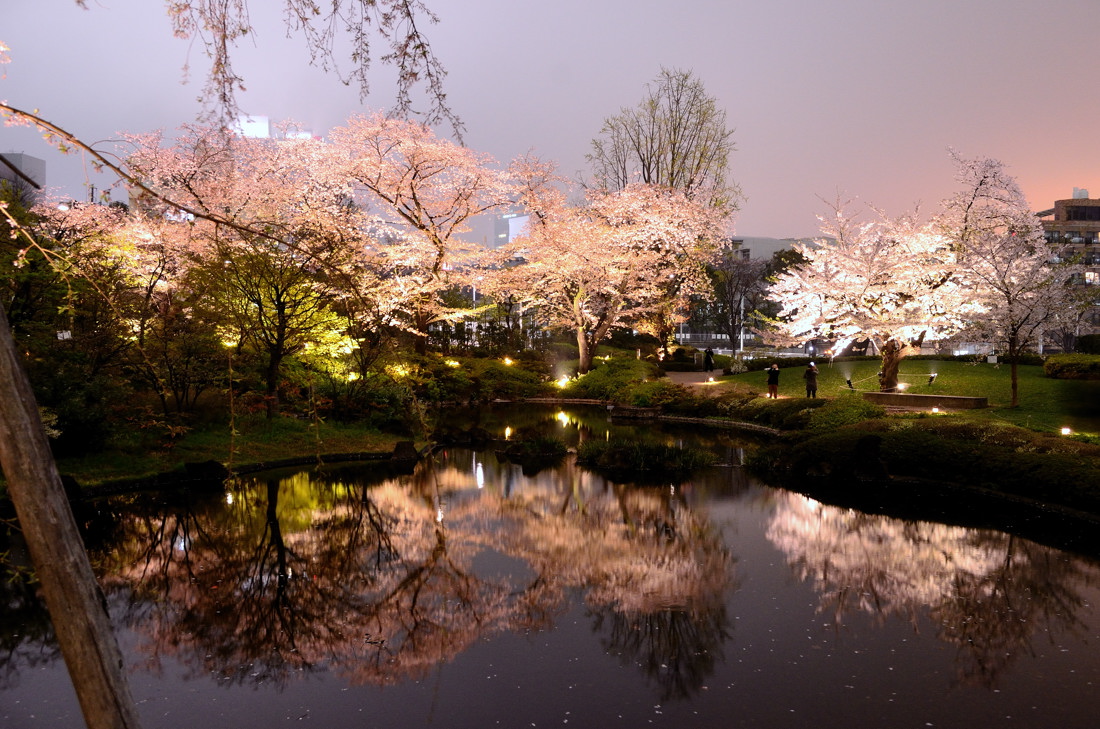 都心で夜桜 撮影 毛利庭園の夜桜 ツッチ の ｔｒａｉｎ ｐｈｏｔｏ ｂｌｏｇ