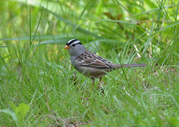 珍鳥　ミヤマシトド_c0205858_16494072.jpg