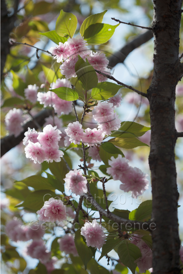 造幣局桜の通り抜け2013～桜の種類（2）_a0111162_154176.jpg