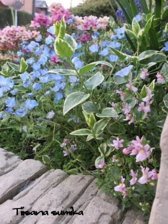 宿根ネメシアの開花があちらこちらから 小さな棲家 宿根ネメシアの開花があちらこちらから 小さな棲家