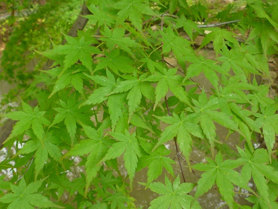 a0297366_1311910.jpg