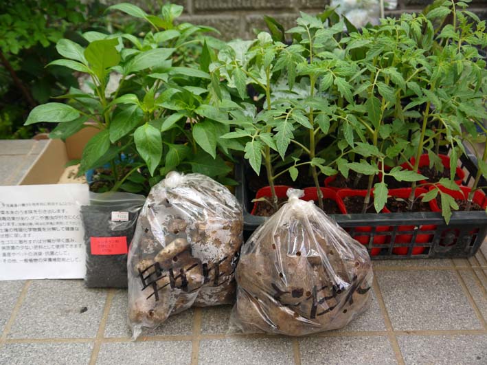 コダマスイカ、トマト、ナスなど夏野菜一気に植え付け：4・23_c0014967_2134789.jpg