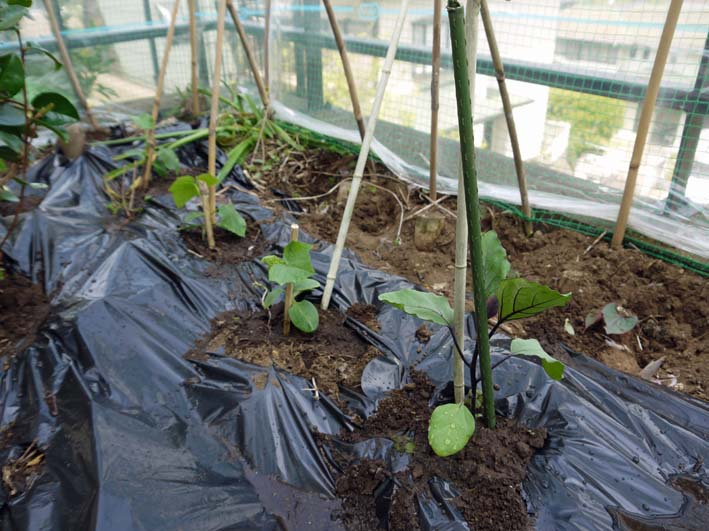 コダマスイカ、トマト、ナスなど夏野菜一気に植え付け：4・23_c0014967_21362579.jpg