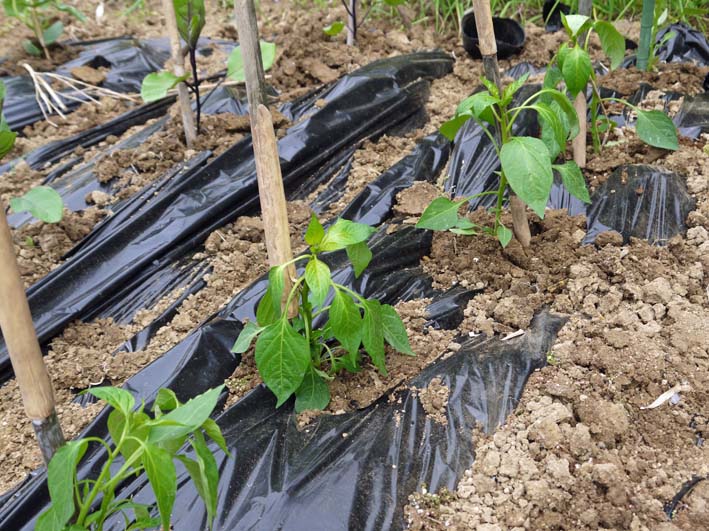 コダマスイカ、トマト、ナスなど夏野菜一気に植え付け：4・23_c0014967_21371384.jpg