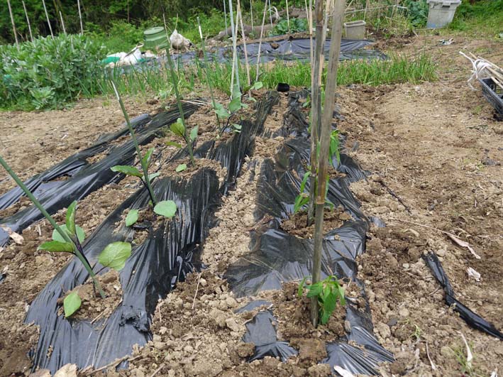 コダマスイカ、トマト、ナスなど夏野菜一気に植え付け：4・23_c0014967_21393673.jpg