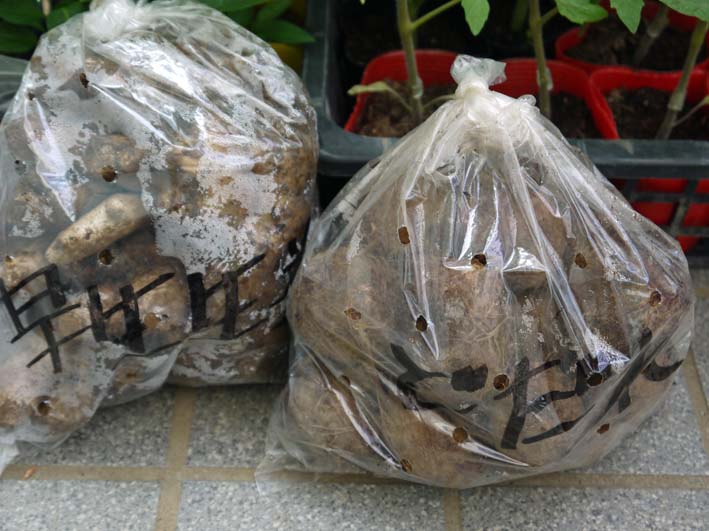 コダマスイカ、トマト、ナスなど夏野菜一気に植え付け：4・23_c0014967_21484524.jpg