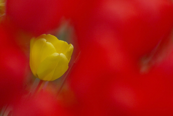 オリンパス E.Zuiko-T 250mm F5 : ドラマチックカメラ