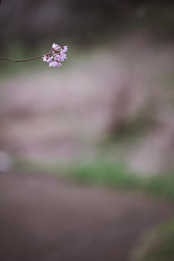 黒木の石造三層塔と桜_e0282173_2243464.jpg