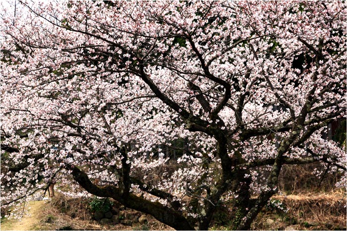 2013-04-14≪能登の桜トンネル駅≫_e0136475_19193217.jpg