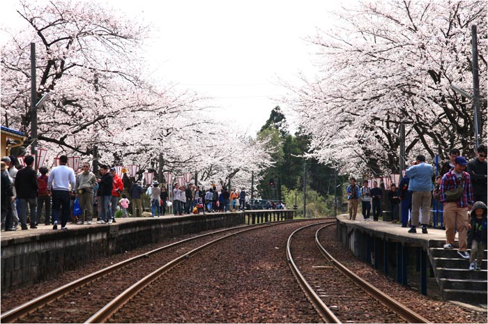 2013-04-14≪能登の桜トンネル駅≫_e0136475_1922084.jpg