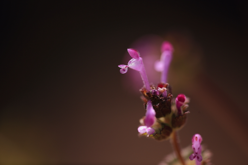 動植物・昆虫・魚ウオッチング_f0075075_1984892.jpg