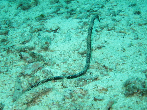 2013/04/16(火) - 1 Dive No.649 - Banana Bay　[Racha Noi]_a0002177_18583780.jpg