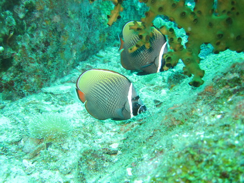 2013/04/16(火) - 2 Dive No.650 - Banana Rock　[Racha Noi]_a0002177_19202443.jpg