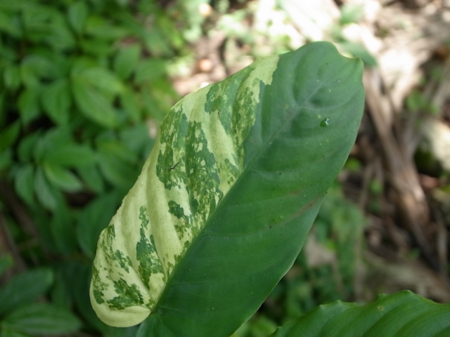 Schismatoglottis sp\"Unicorn\"from Sumatera Barat【AZ0413-2】_a0067578_15279.jpg