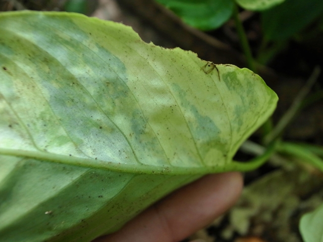 Schismatoglottis sp\"Unicorn\"from Sumatera Barat【AZ0413-2】_a0067578_15289.jpg