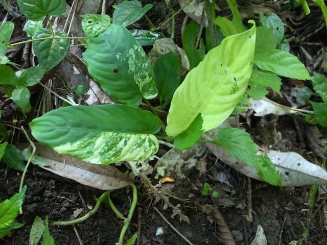 Schismatoglottis sp\"Unicorn\"from Sumatera Barat【AZ0413-2】_a0067578_16459.jpg