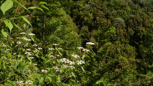 熊野古道小辺路　⑤_e0024081_10562430.jpg