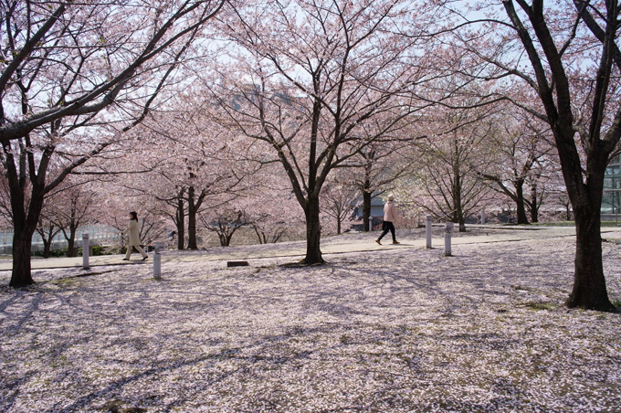 2013サクラ行脚 祭りを横目で眺めながら_e0082981_0364321.jpg