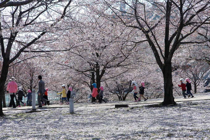 2013サクラ行脚 祭りを横目で眺めながら_e0082981_0372424.jpg