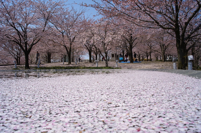 2013サクラ行脚 祭りを横目で眺めながら_e0082981_0373738.jpg