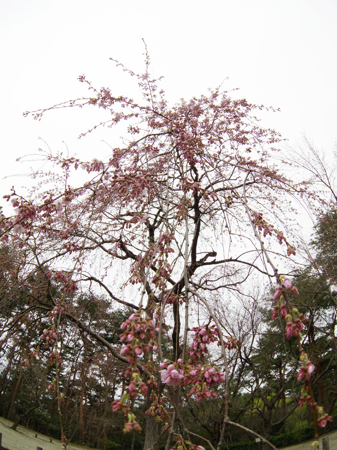 2013サクラ行脚 開花の予感_e0082981_23485850.jpg