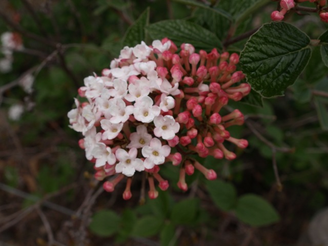 d0204189_9311645.jpg