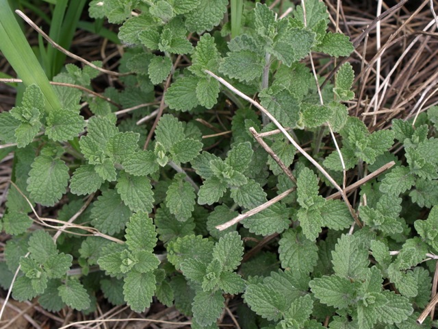 d0204189_932857.jpg
