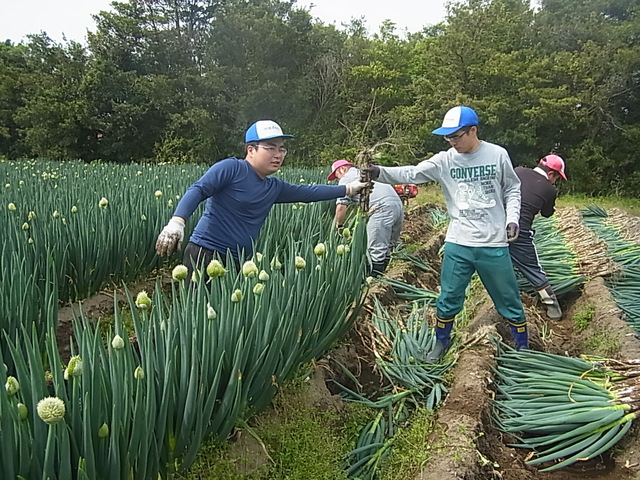 野菜の種まきと葱農家のお手伝い_e0270198_16461822.jpg