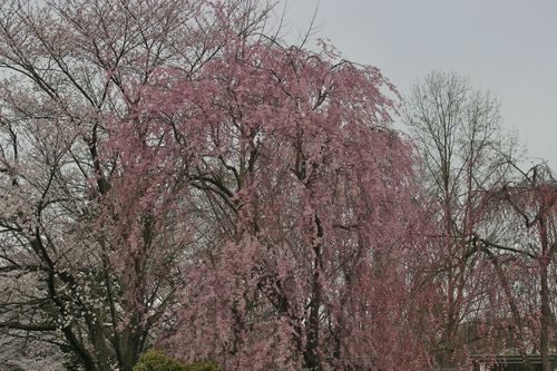 2013  花見　in   山形市_b0220099_848251.jpg