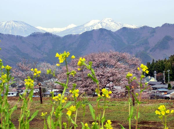 黒部（くろべ）のエドヒガン桜_e0269400_16181145.jpg