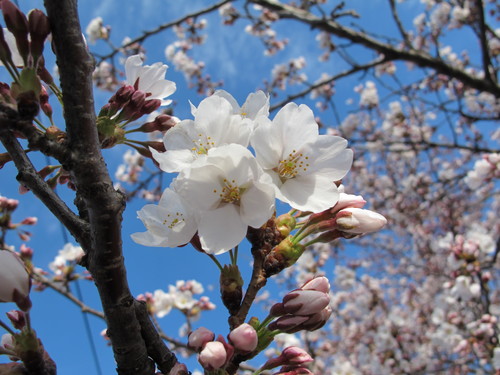 いよいよ春を迎える松川河畔、朝の散歩（５）_c0075701_19332565.jpg