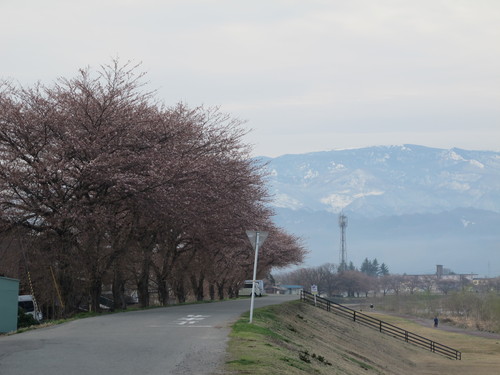 いよいよ春を迎える松川河畔、朝の散歩（１）_c0075701_838421.jpg
