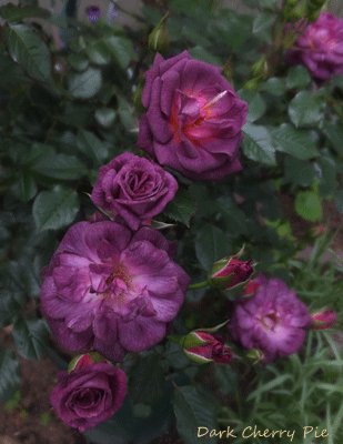 薔薇が咲いたよ　（１）_c0204801_1616695.gif