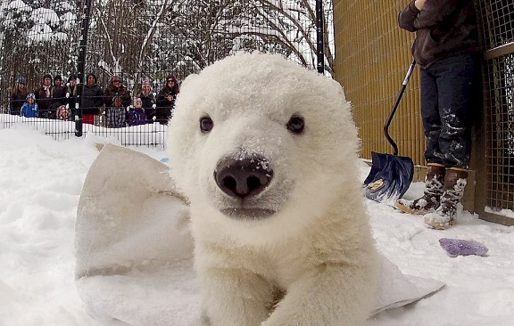 アメリカ ・ アラスカ動物園で保護されている野生孤児の赤ちゃん、カリーの近況と今後について_a0151913_22171931.jpg