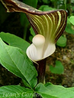 Arisaema sikokianum_b0099813_0154423.jpg