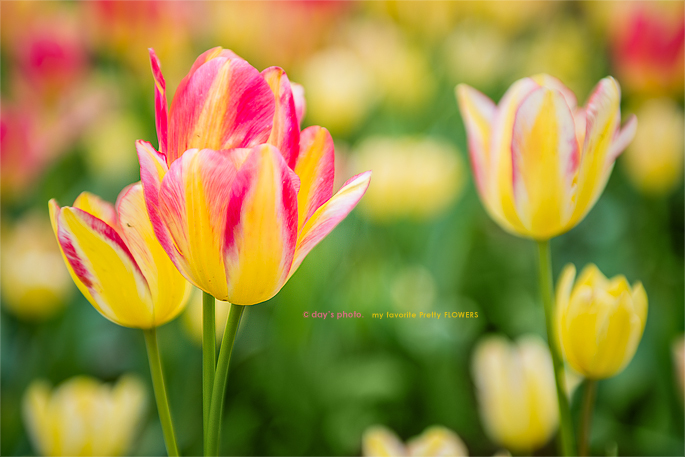 Pretty Tulip !!!!_e0117517_14121583.jpg